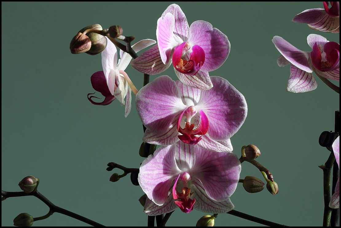 Orchidea