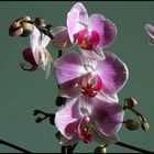 Orchidea