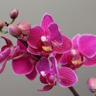 Orchidea