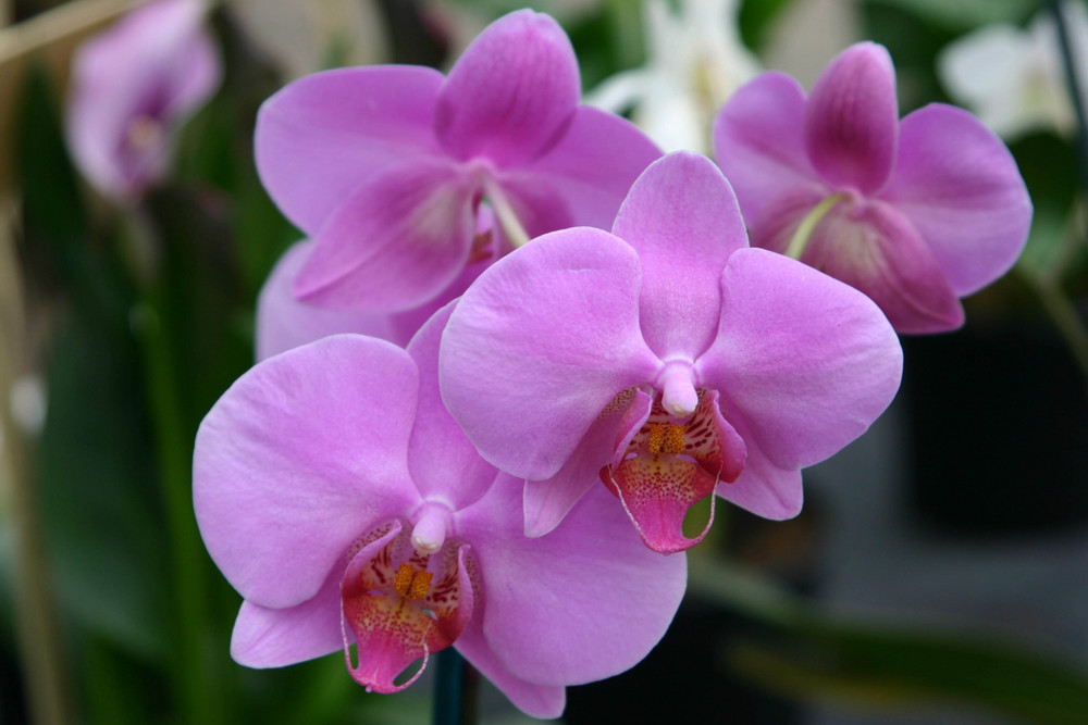 orchidea