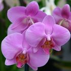 orchidea