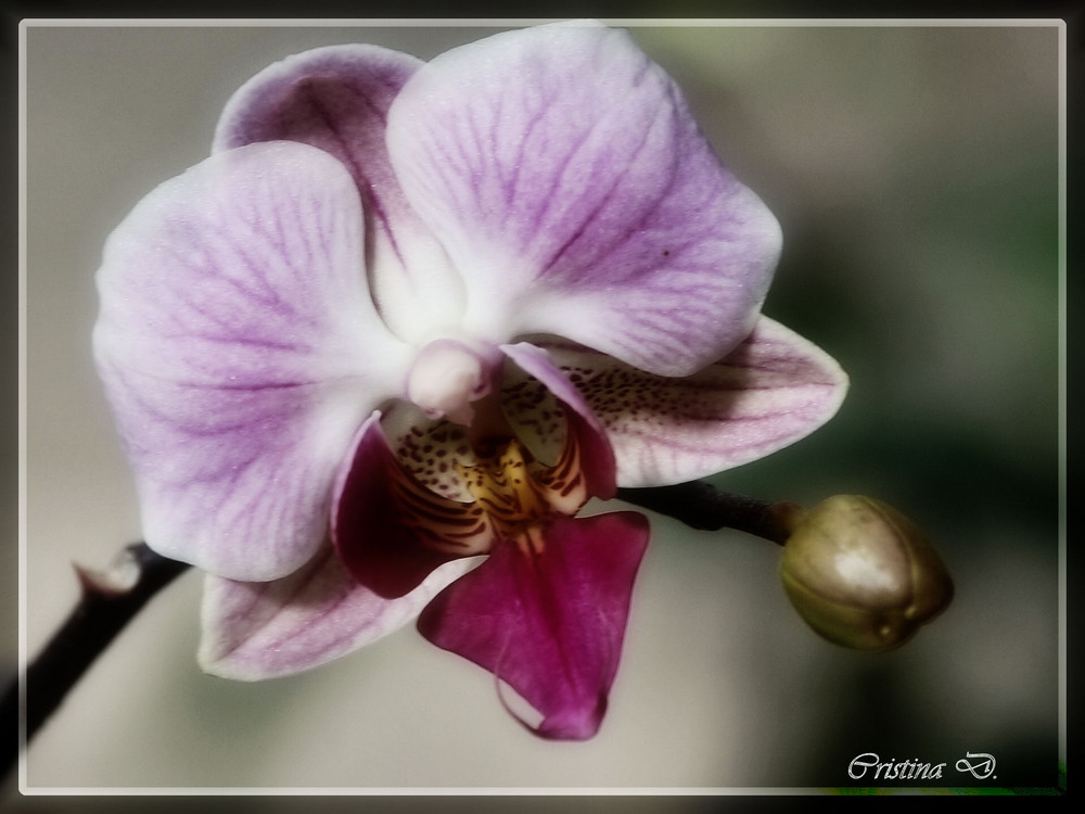 orchidea