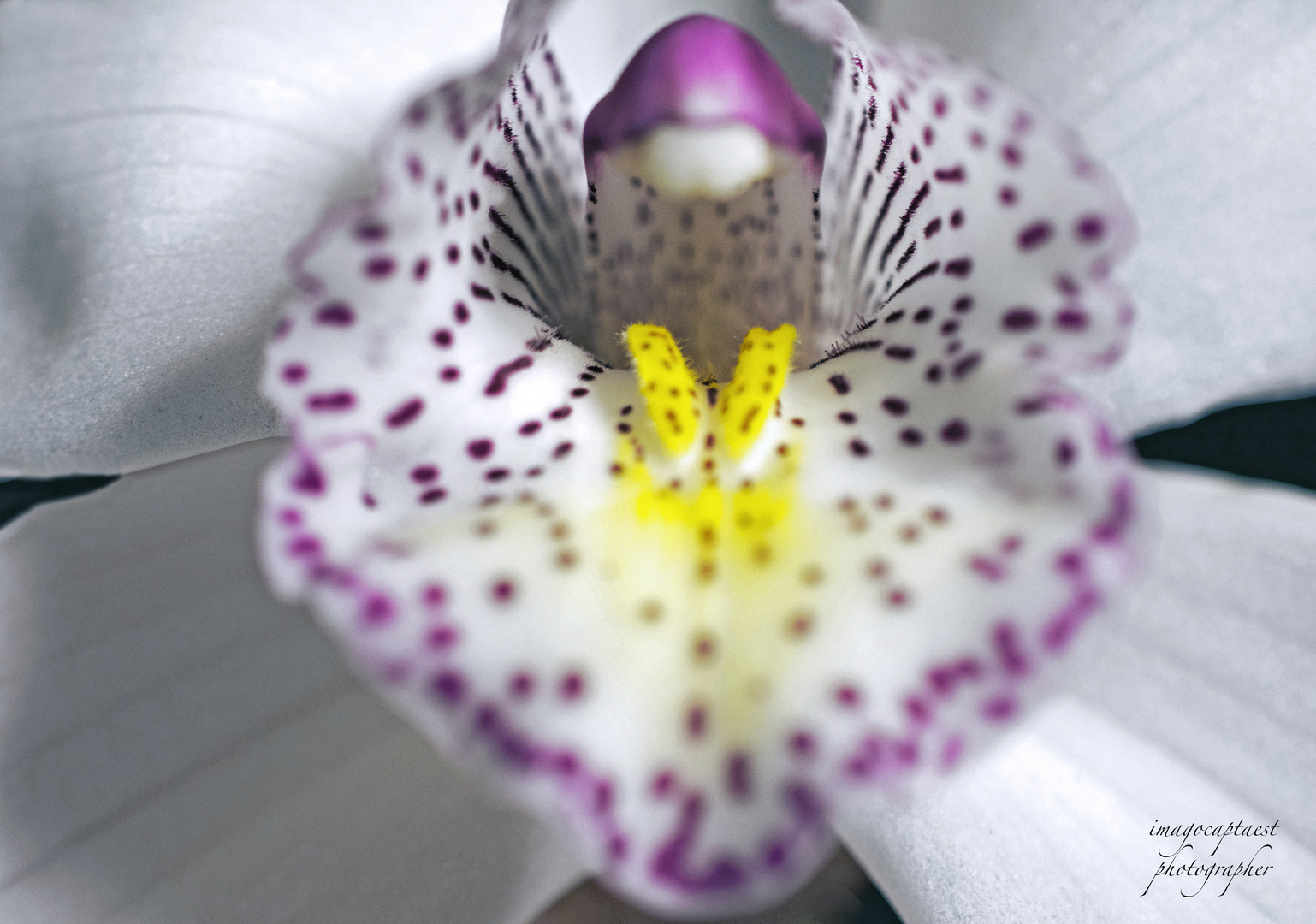 orchidea 2