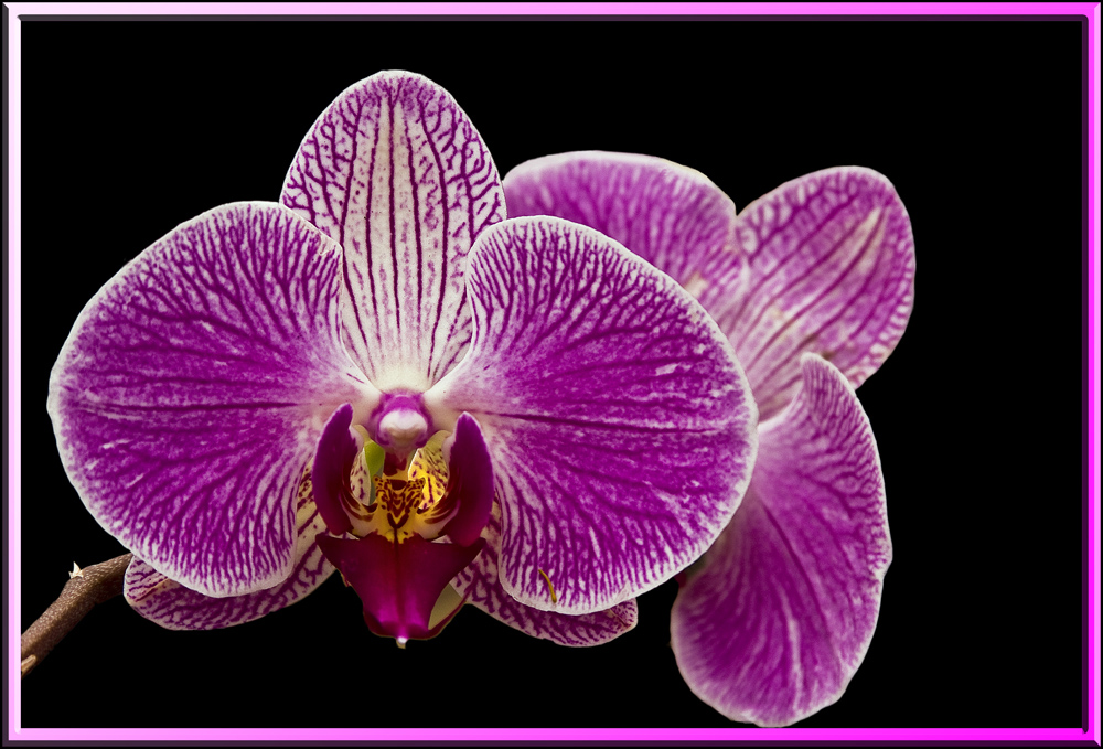 Orchidea 2