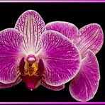 Orchidea 2