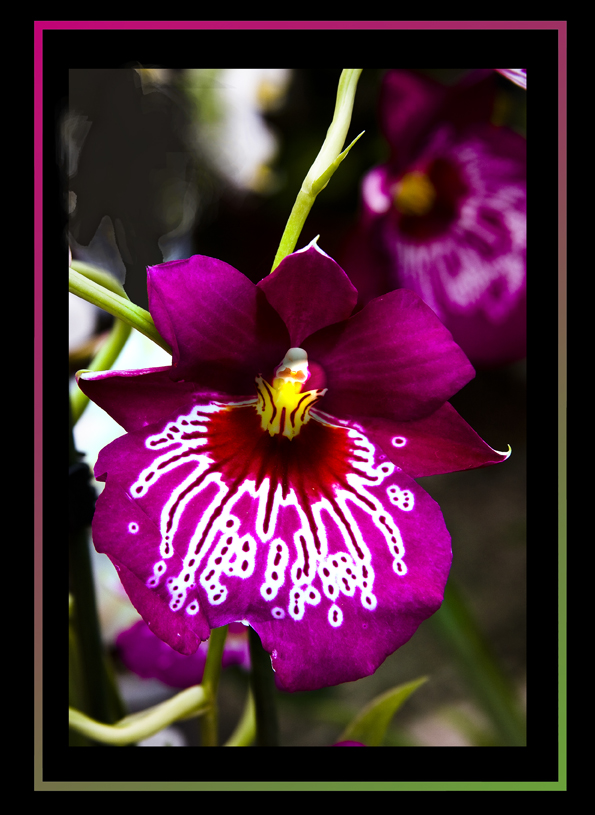 ORCHIDEA 3