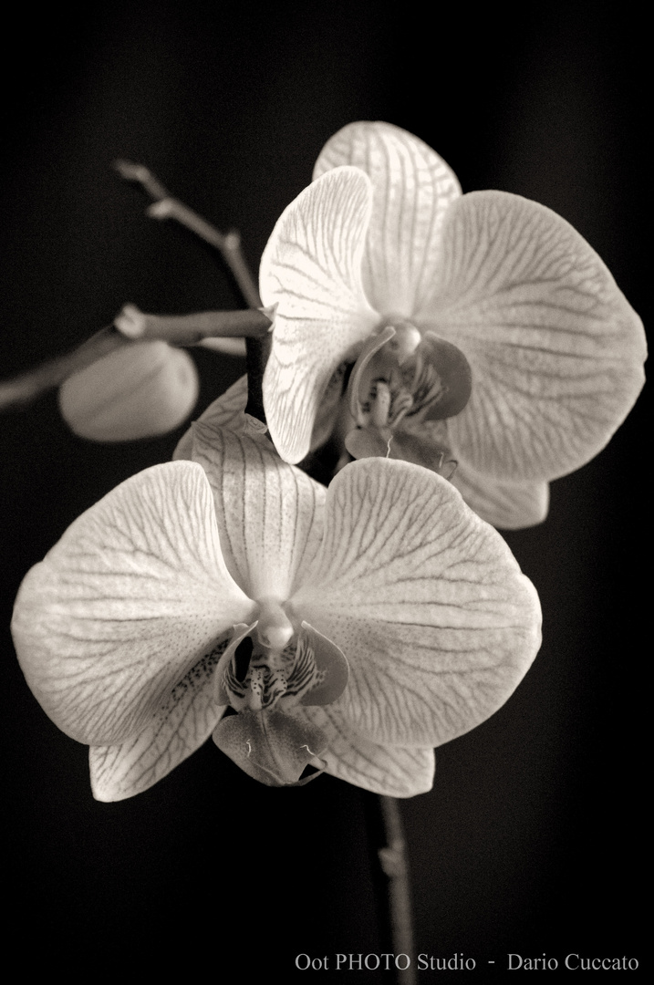 Orchidea