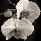 Orchidea