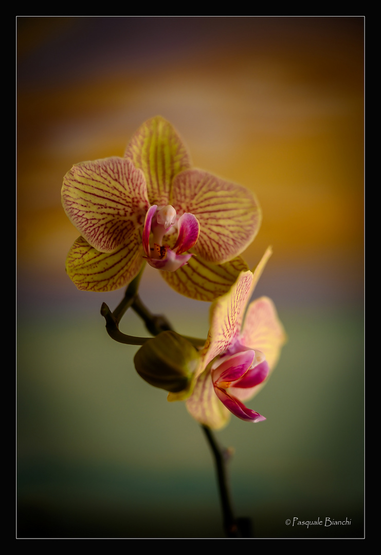 Orchidea