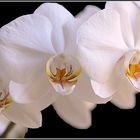 ORCHIDEA