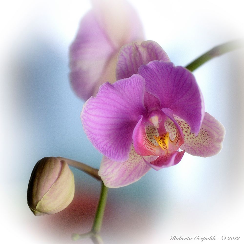 Orchidea