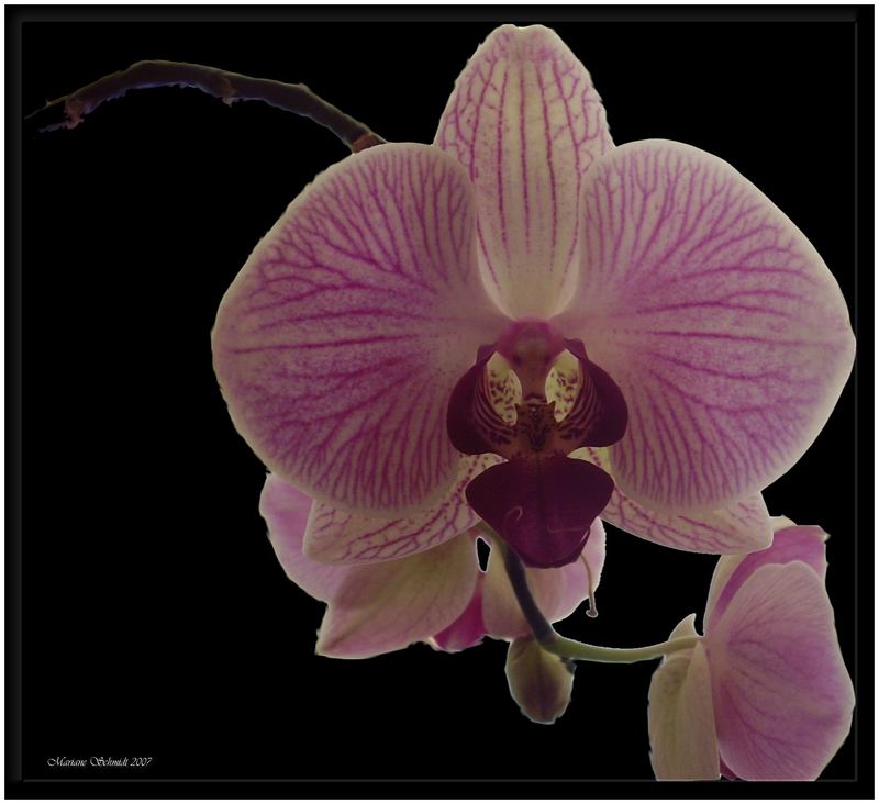 Orchidea