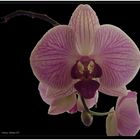 Orchidea