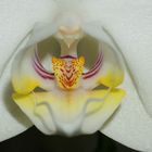 Orchidea