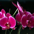 Orchidea