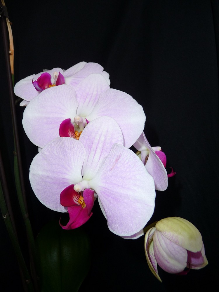 orchidea