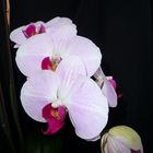 orchidea