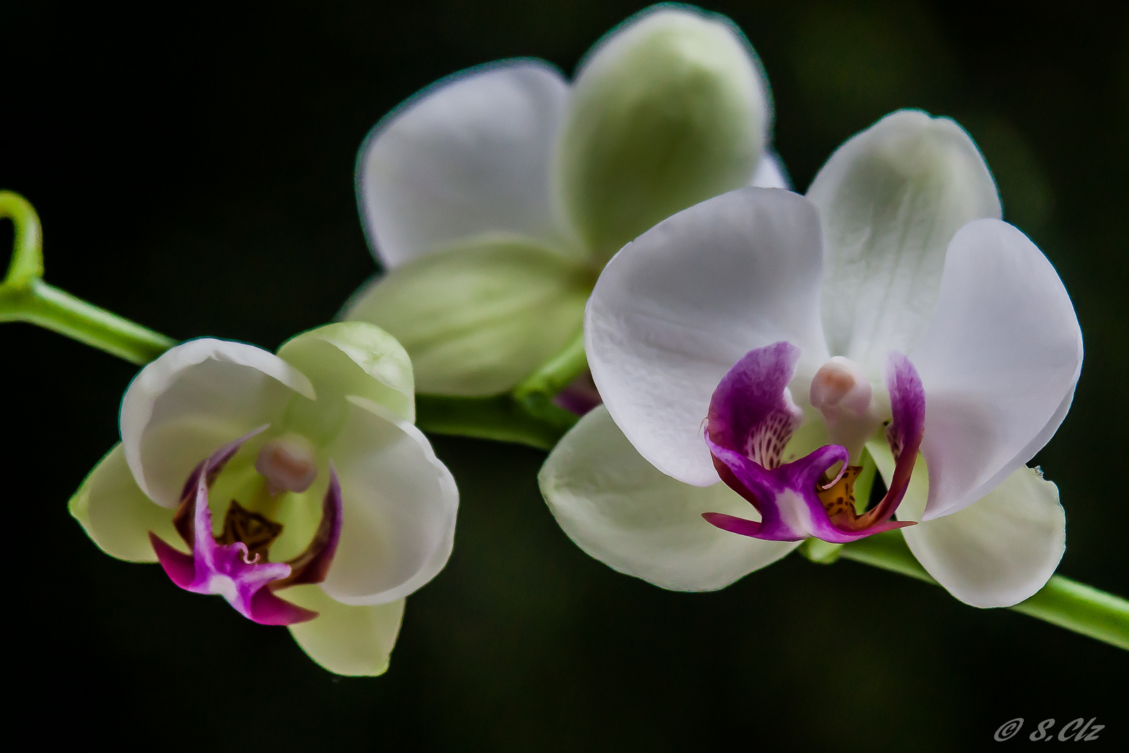 orchidéa