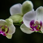 orchidéa