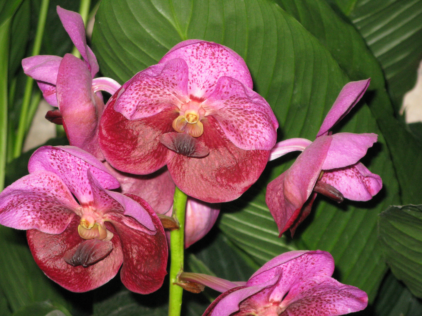 orchidea