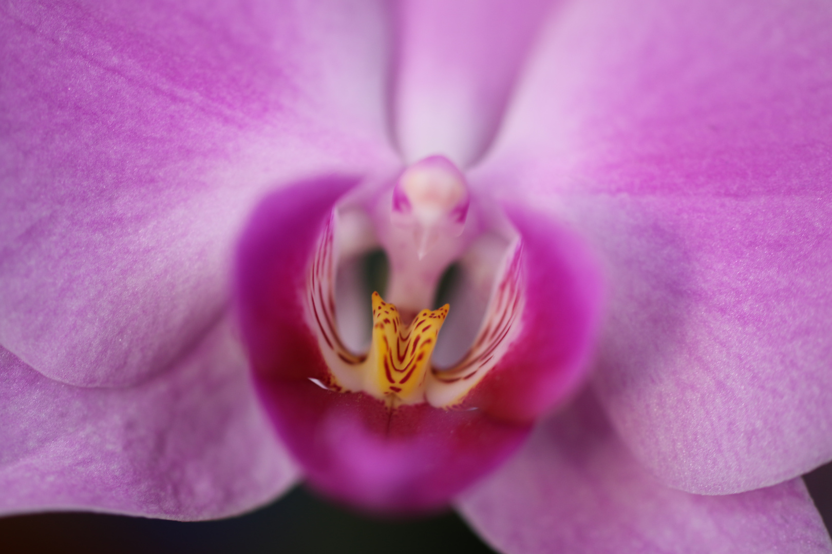 Orchidea