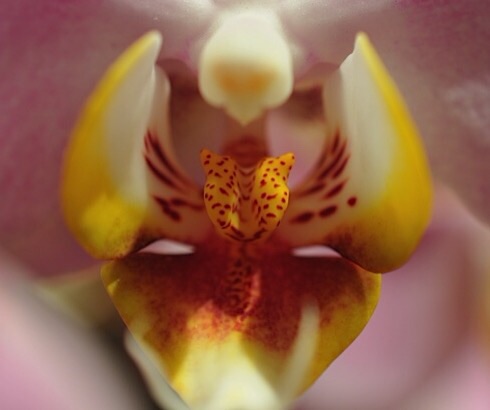 Orchidea