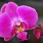 ORCHIDEA