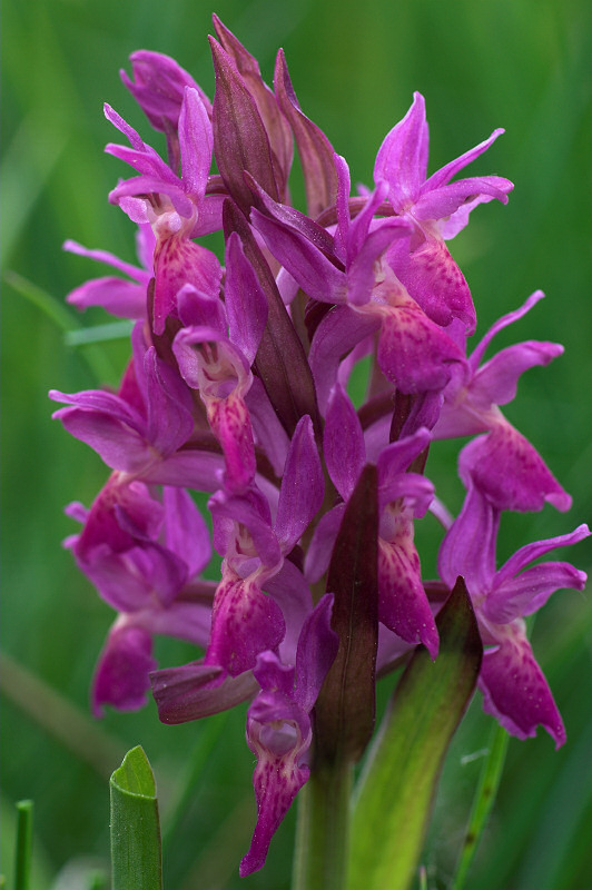 Orchidea alpina