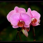 Orchidea anonymous