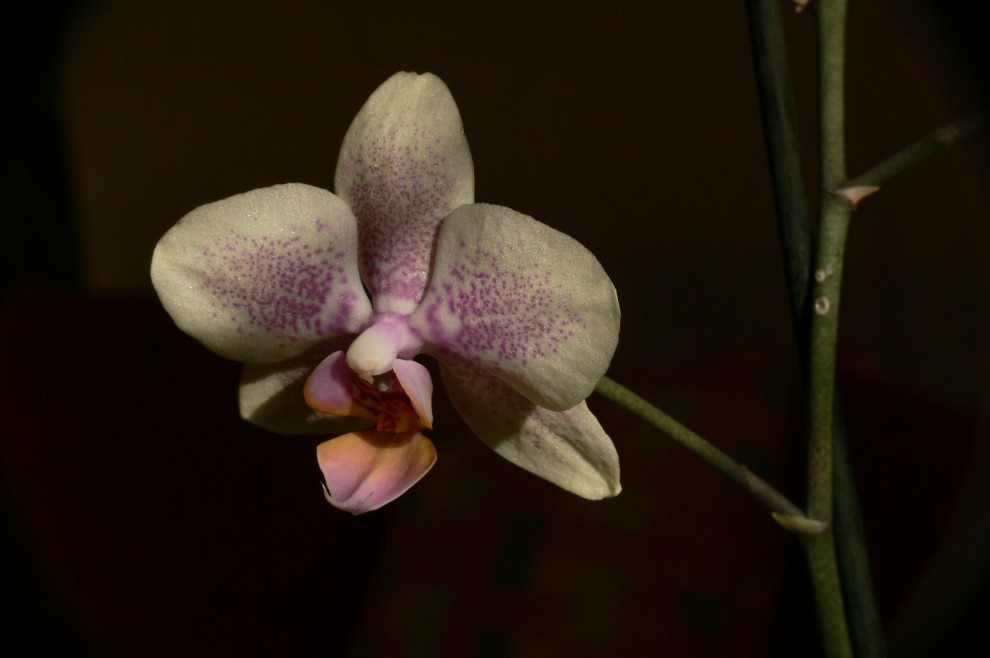 orchidea at afternoon