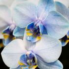 orchidea azzurra