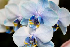 orchidea azzurra