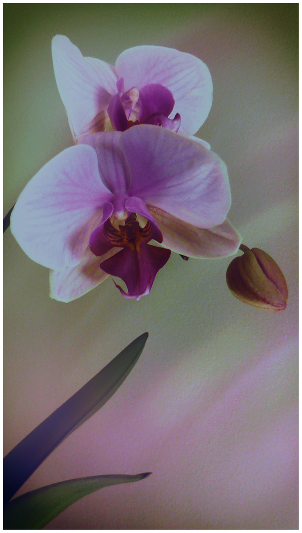 orchidea 