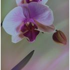 orchidea 