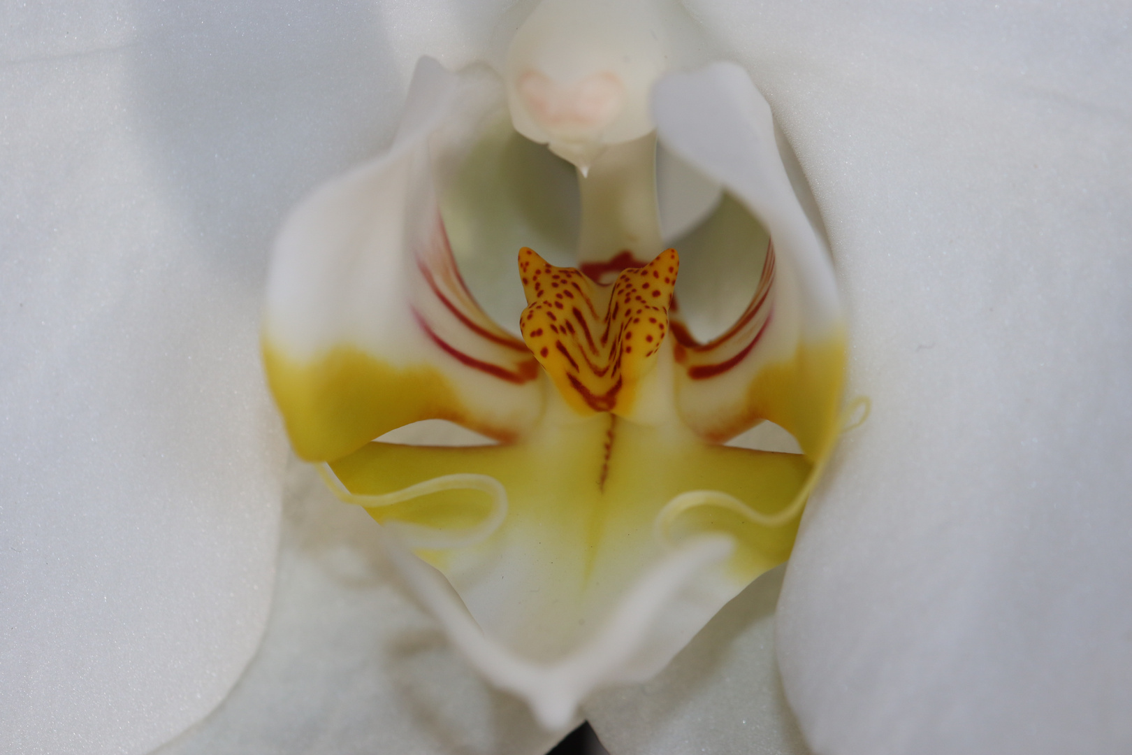 Orchidea bianca