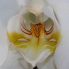 Orchidea bianca