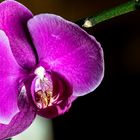 Orchidea