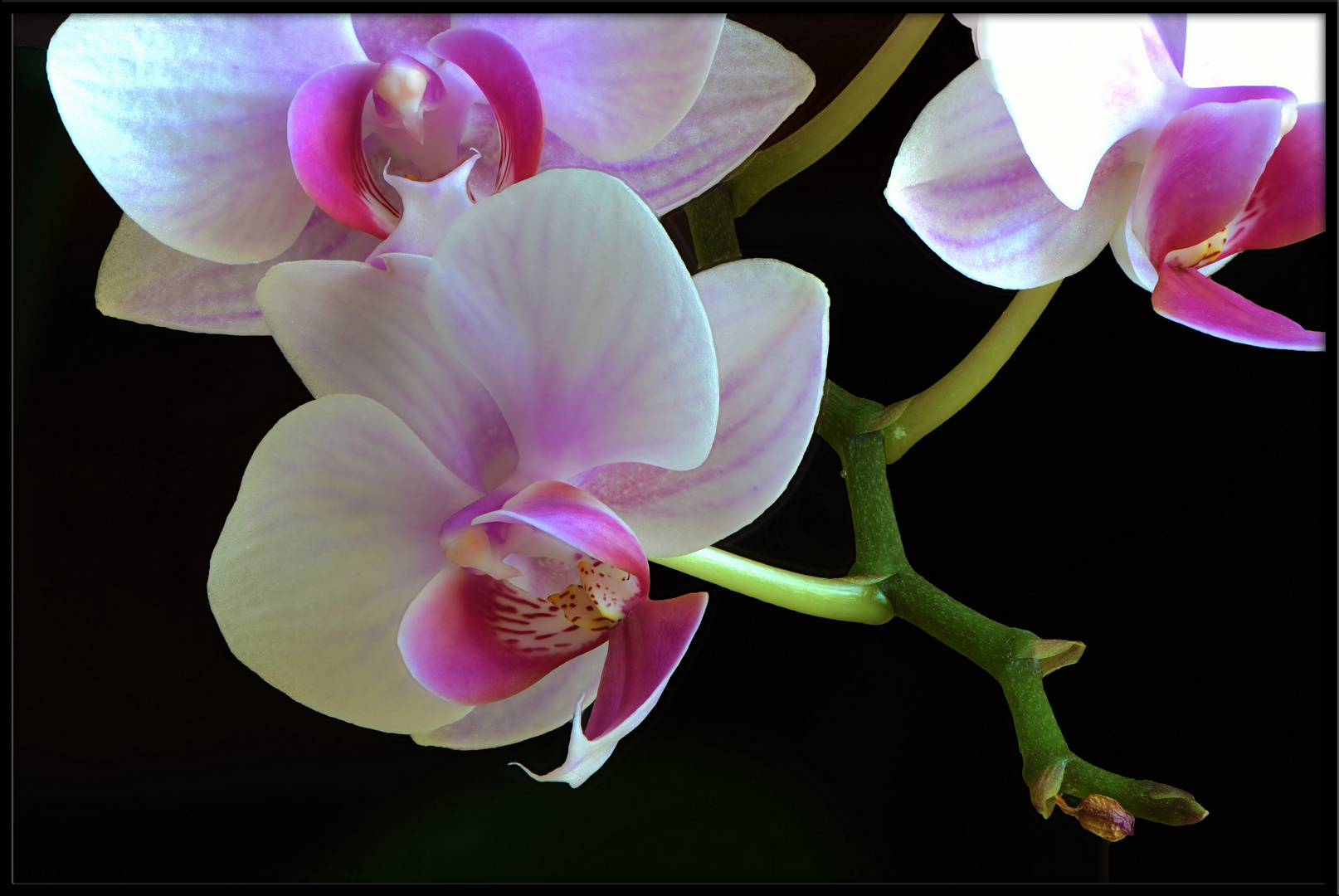 Orchidea