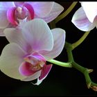 Orchidea