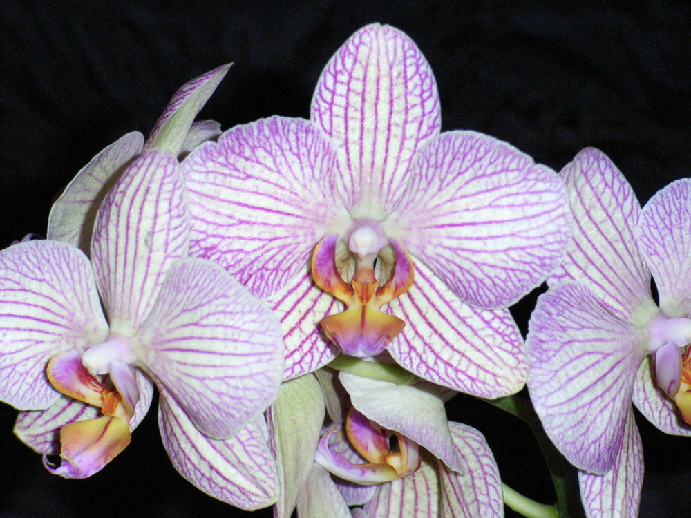 ORCHIDEA