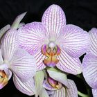 ORCHIDEA