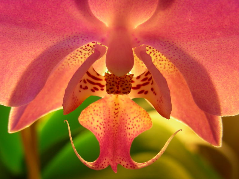 orchidea