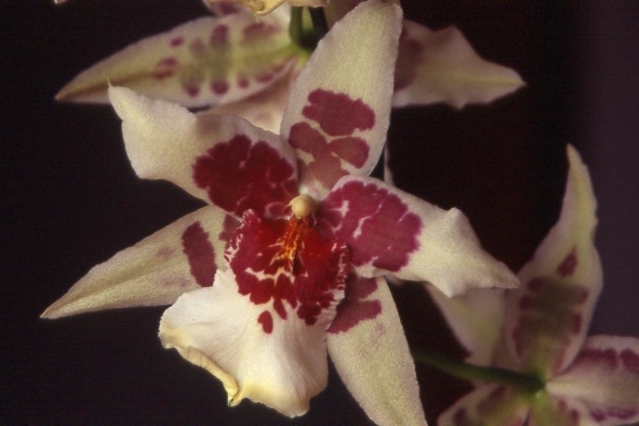 Orchidea cambria