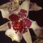 Orchidea cambria
