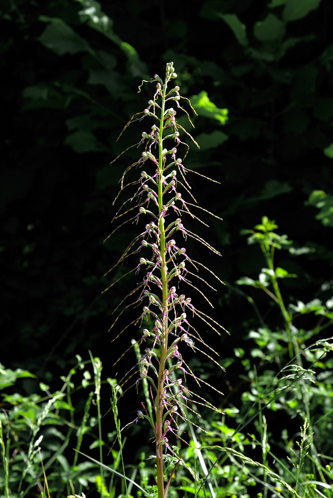 Orchidea capricciosa