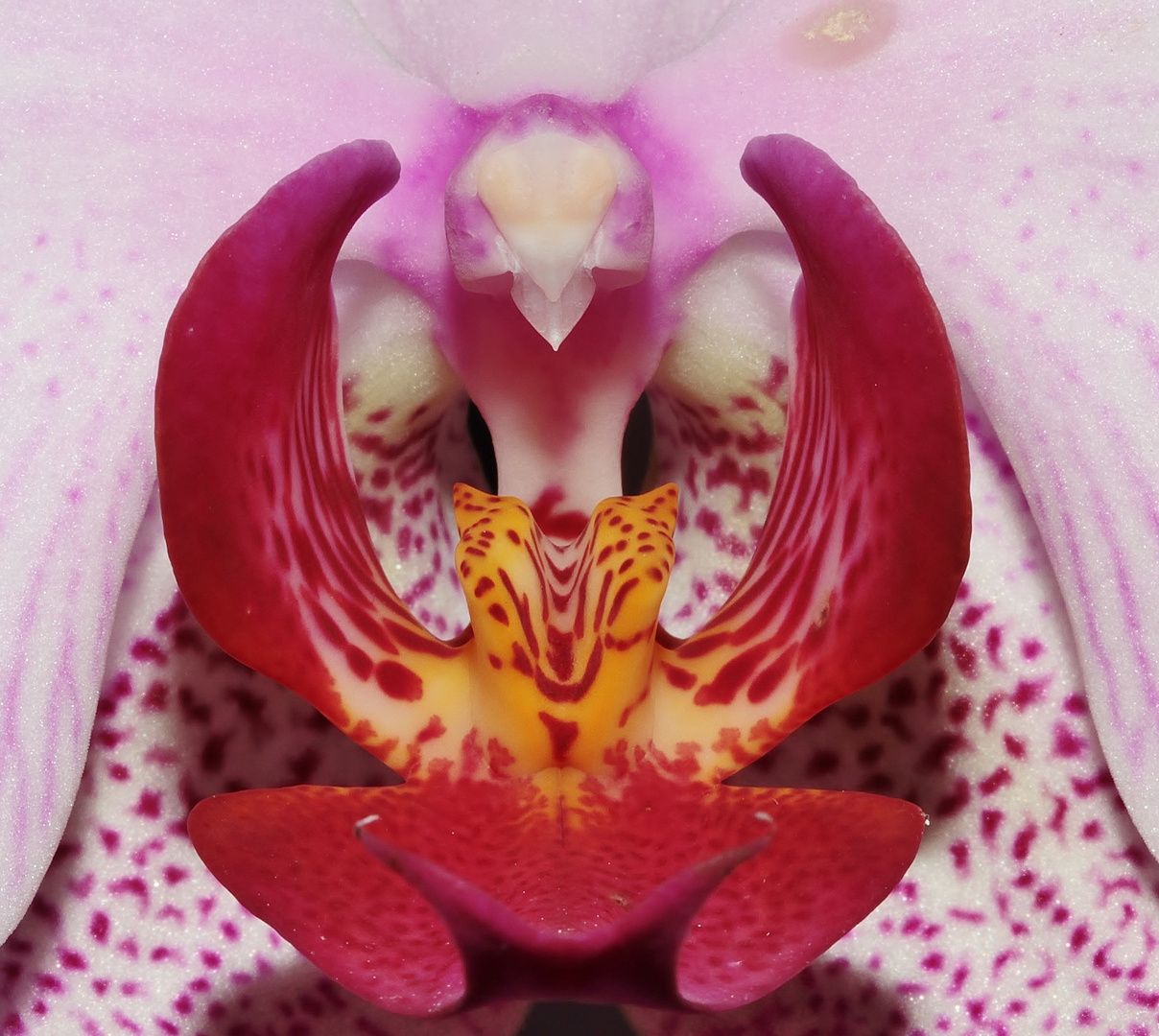 Orchidea