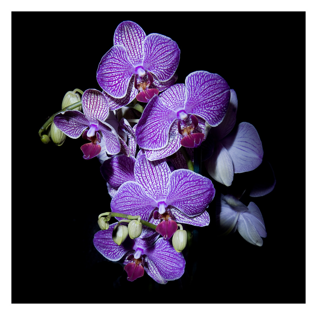 Orchidea