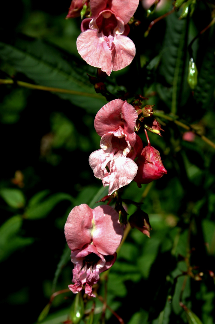 Orchidea dei boschi.