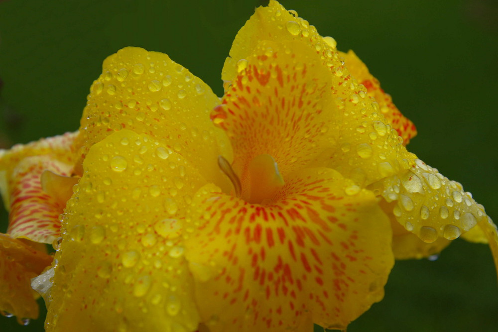 orchidea del mexico