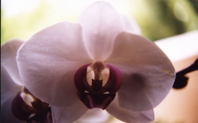 orchidea